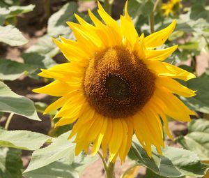 Preview wallpaper sunflower, yellow, leaves, sunflower seeds