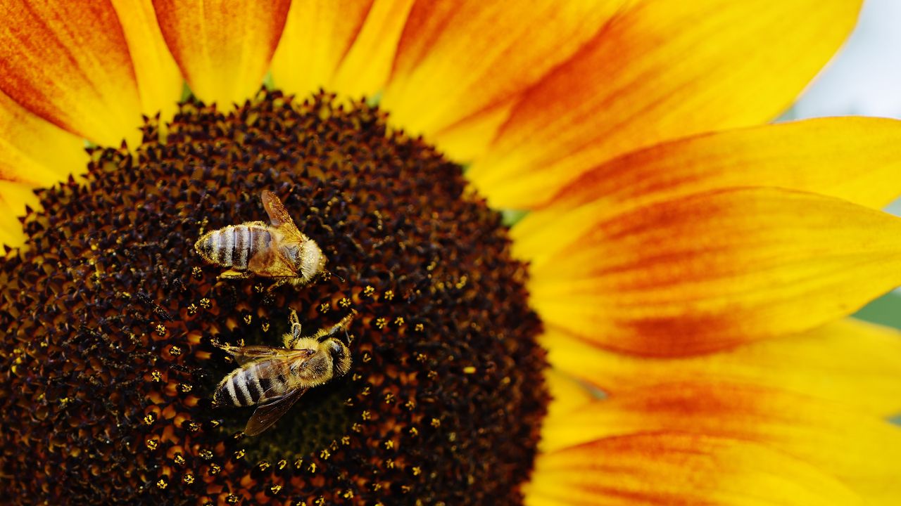 Wallpaper sunflowers, bees, pollination