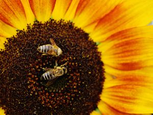 Preview wallpaper sunflowers, bees, pollination
