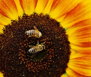 Preview wallpaper sunflowers, bees, pollination