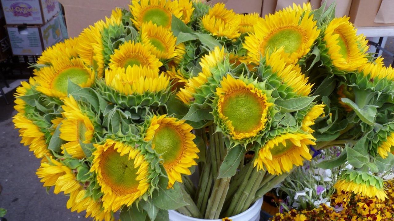 Wallpaper sunflowers, bouquet, bucket, flowers
