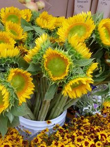 Preview wallpaper sunflowers, bouquet, bucket, flowers