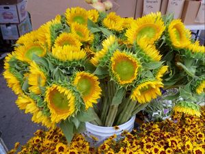 Preview wallpaper sunflowers, bouquet, bucket, flowers