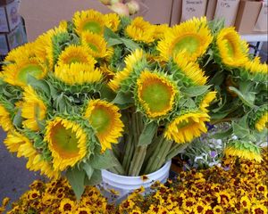 Preview wallpaper sunflowers, bouquet, bucket, flowers