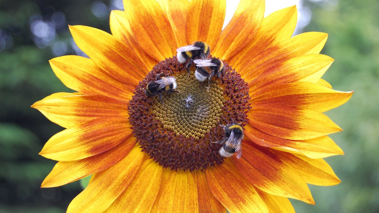 Wallpaper sunflowers, bumblebees, flowers, insects