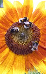 Preview wallpaper sunflowers, bumblebees, flowers, insects