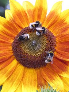 Preview wallpaper sunflowers, bumblebees, flowers, insects