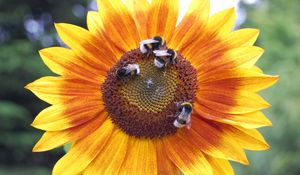 Preview wallpaper sunflowers, bumblebees, flowers, insects