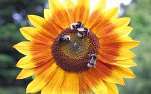 Preview wallpaper sunflowers, bumblebees, flowers, insects