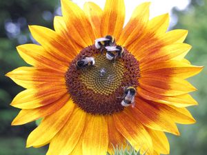 Preview wallpaper sunflowers, bumblebees, flowers, insects