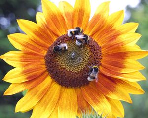 Preview wallpaper sunflowers, bumblebees, flowers, insects