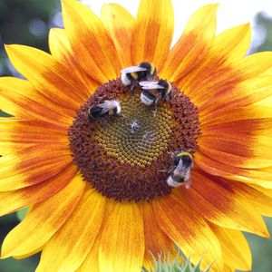 Preview wallpaper sunflowers, bumblebees, flowers, insects