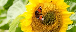Preview wallpaper sunflowers, butterfly, flower, petals