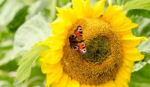 Preview wallpaper sunflowers, butterfly, flower, petals