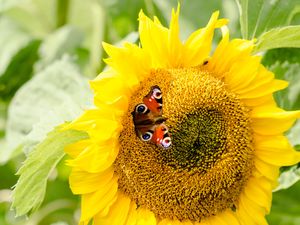 Preview wallpaper sunflowers, butterfly, flower, petals