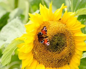 Preview wallpaper sunflowers, butterfly, flower, petals