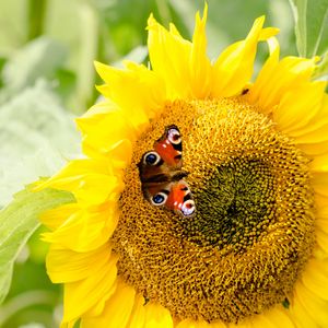 Preview wallpaper sunflowers, butterfly, flower, petals