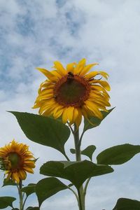 Preview wallpaper sunflowers, couple, sky, clouds