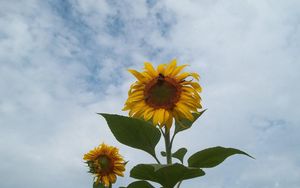 Preview wallpaper sunflowers, couple, sky, clouds