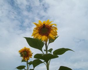 Preview wallpaper sunflowers, couple, sky, clouds