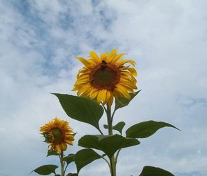 Preview wallpaper sunflowers, couple, sky, clouds