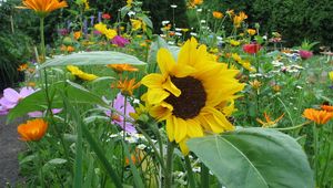 Preview wallpaper sunflowers, daisies, kosmeya, flowers, meadow, trees, flowerbed