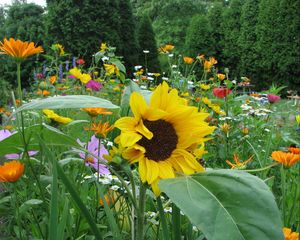 Preview wallpaper sunflowers, daisies, kosmeya, flowers, meadow, trees, flowerbed