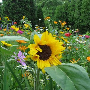 Preview wallpaper sunflowers, daisies, kosmeya, flowers, meadow, trees, flowerbed