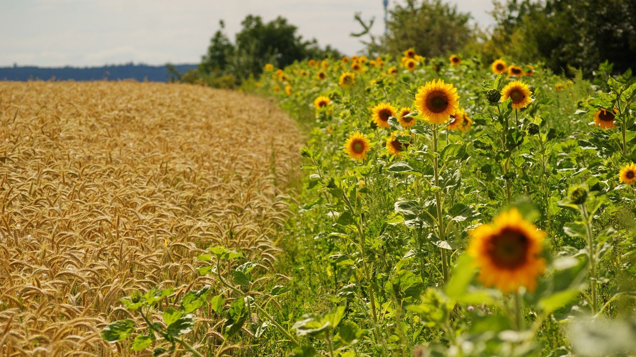 Wallpaper sunflowers, ears, summer, fields, border
