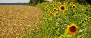 Preview wallpaper sunflowers, ears, summer, fields, border