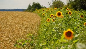Preview wallpaper sunflowers, ears, summer, fields, border