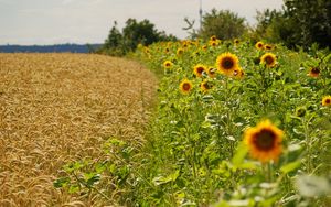 Preview wallpaper sunflowers, ears, summer, fields, border