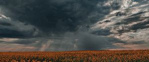 Preview wallpaper sunflowers, field, clouds, twilight