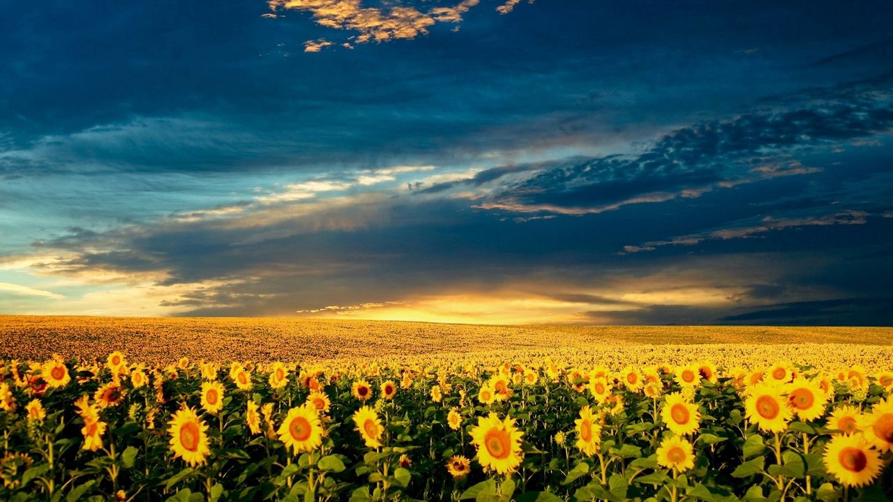Wallpaper sunflowers, field, clouds, sky, darkness