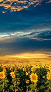 Preview wallpaper sunflowers, field, clouds, sky, darkness