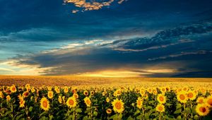 Preview wallpaper sunflowers, field, clouds, sky, darkness