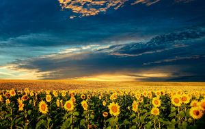 Preview wallpaper sunflowers, field, clouds, sky, darkness