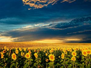 Preview wallpaper sunflowers, field, clouds, sky, darkness