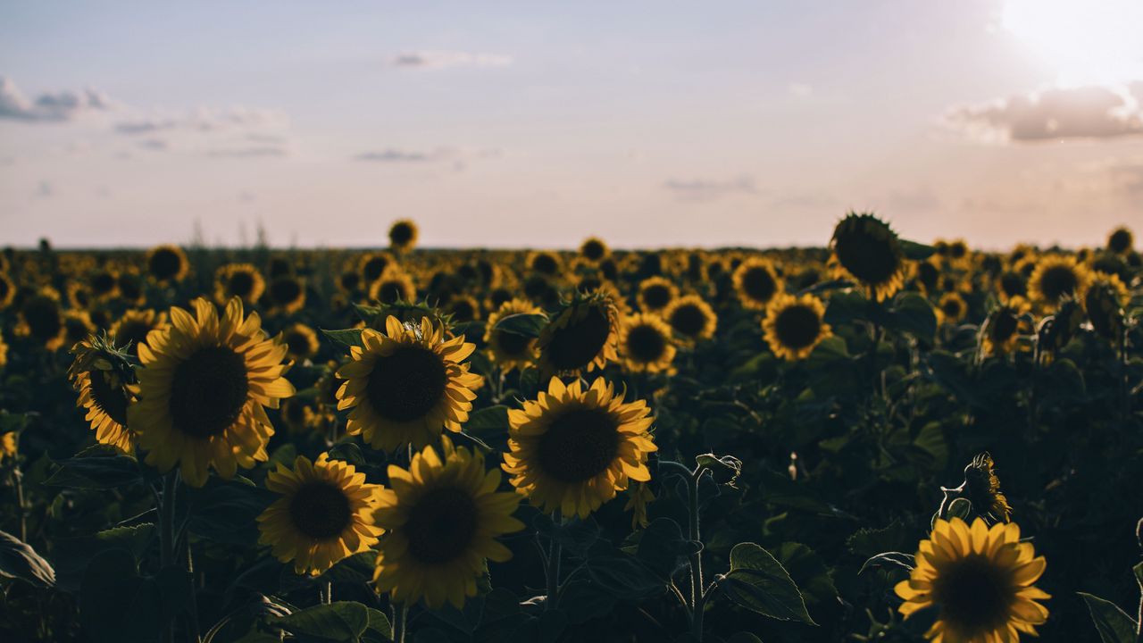 Wallpaper sunflowers, field, evening