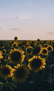 Preview wallpaper sunflowers, field, evening