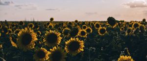 Preview wallpaper sunflowers, field, evening