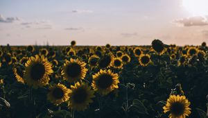 Preview wallpaper sunflowers, field, evening