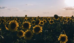 Preview wallpaper sunflowers, field, evening
