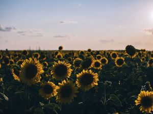 Preview wallpaper sunflowers, field, evening