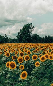 Preview wallpaper sunflowers, field, flowers, bloom, summer, clouds
