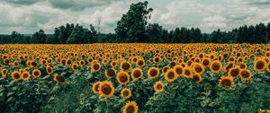 Preview wallpaper sunflowers, field, flowers, bloom, summer, clouds