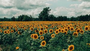 Preview wallpaper sunflowers, field, flowers, bloom, summer, clouds