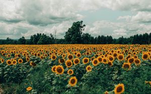 Preview wallpaper sunflowers, field, flowers, bloom, summer, clouds