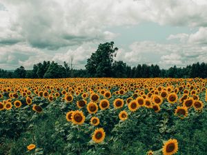 Preview wallpaper sunflowers, field, flowers, bloom, summer, clouds