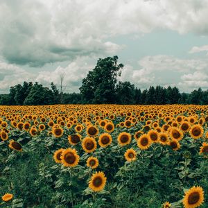 Preview wallpaper sunflowers, field, flowers, bloom, summer, clouds